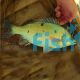 Jade Perch