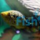 Jaguar Cichlid 10cm