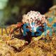Janitor Hermit Crab Large