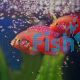 Cichlid Red Forest Jewel