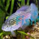 American Flag Fish 4cm