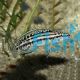Julidochromis Marlieri 