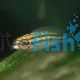 Julidochromis Dickfeldi 3.5cm