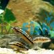 Julidochromis Dickfeldi