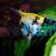 Koi Angelfish 3.5cm