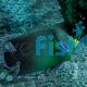 Koran Angelfish - Medium