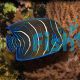 Koran Angelfish - Medium Juvenile 
