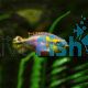 Kribensis