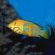 Labidochromis Electric Yellow 5cm