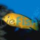 Labidochromis Electric Yellow