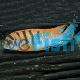 Labidochromis sp. Hongi 