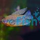 Lace Pearl Gourami