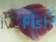 Assorted Lavender Halfmoon Fighter 5cm