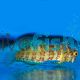 Lawnmower Blenny