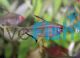 Lemon Tetra 2cm