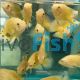 Yellow Lemon Oscar