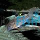 Julii Corydoras 4.5cm - Leopard