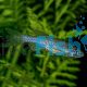 Leopard Danio