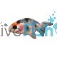 LIONHEAD Carassius auratus