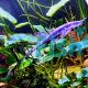 Long Nose Whiptail