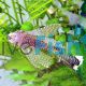 L/FIN BRISTLE NOSE CATFISH