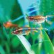 Longfin Cherry Barb 3cm