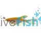 Longfin Gold Zebra Danio 4cm