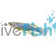 Longfin Zebra Danio