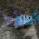 Longfin Black Widow Tetra 