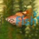 Longfin Rosy Barb Pair