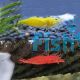 10x Mixed Cherry Shrimp