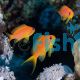 Lyretail Anthias Female - Medium