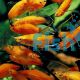 Lyretail Wagtail Red Swordtail