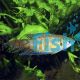 Macropodus opercularis - Paradise Fish