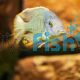 Malawi Sand Diver