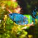 Male Dwarf Neon Gourami