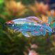 Male Congo Tetra