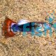 Male Tuxedo Dragon Head Guppy 3.5cm