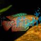 Male Dwarf Gourami
