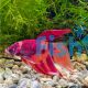 Male Fancy Betta