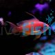 Male Lyretail Anthias Med
