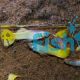 Male Metalic Yellow Guppy 
