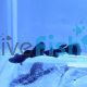 Male Moscow Black Guppy 3cm