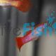 Male Pink Pastel Guppy