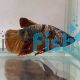 Male Plakat Nemo Copper Koi Betta