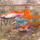 Male Red Guppy 3.5cm
