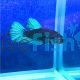 Male Siamese Betta Black Light