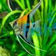 Manacapuru Angelfish