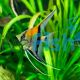 Manacapuru Angelfish