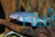 Freshwater Dolphin 9cm